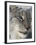 Siberian Lynx (Lynx Lynx Wrangeli)-Scott T. Smith-Framed Photographic Print