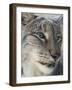 Siberian Lynx (Lynx Lynx Wrangeli)-Scott T. Smith-Framed Photographic Print