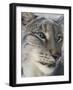 Siberian Lynx (Lynx Lynx Wrangeli)-Scott T. Smith-Framed Photographic Print