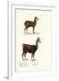 Siberian Musk Deer, 1824-Karl Joseph Brodtmann-Framed Giclee Print