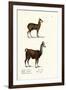 Siberian Musk Deer, 1824-Karl Joseph Brodtmann-Framed Giclee Print