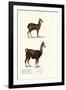 Siberian Musk Deer, 1824-Karl Joseph Brodtmann-Framed Giclee Print