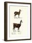 Siberian Musk Deer, 1824-Karl Joseph Brodtmann-Framed Giclee Print