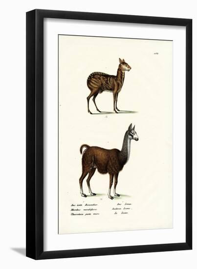 Siberian Musk Deer, 1824-Karl Joseph Brodtmann-Framed Giclee Print