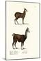 Siberian Musk Deer, 1824-Karl Joseph Brodtmann-Mounted Giclee Print