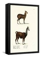 Siberian Musk Deer, 1824-Karl Joseph Brodtmann-Framed Stretched Canvas