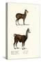 Siberian Musk Deer, 1824-Karl Joseph Brodtmann-Stretched Canvas