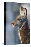 Siberian musk deer (Moschus moschiferus) Irkutsk, Siberia, Russia. March.-Valeriy Maleev-Stretched Canvas