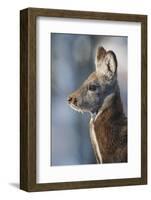 Siberian musk deer (Moschus moschiferus) Irkutsk, Siberia, Russia. March.-Valeriy Maleev-Framed Photographic Print