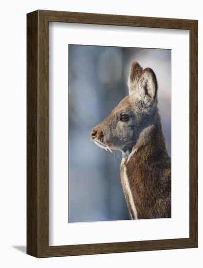 Siberian musk deer (Moschus moschiferus) Irkutsk, Siberia, Russia. March.-Valeriy Maleev-Framed Photographic Print