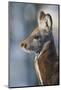 Siberian musk deer (Moschus moschiferus) Irkutsk, Siberia, Russia. March.-Valeriy Maleev-Mounted Photographic Print