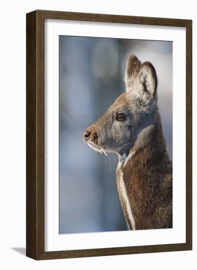 Siberian musk deer (Moschus moschiferus) Irkutsk, Siberia, Russia. March.-Valeriy Maleev-Framed Photographic Print