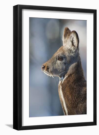 Siberian musk deer (Moschus moschiferus) Irkutsk, Siberia, Russia. March.-Valeriy Maleev-Framed Photographic Print