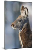 Siberian musk deer (Moschus moschiferus) Irkutsk, Siberia, Russia. March.-Valeriy Maleev-Mounted Photographic Print