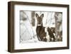 Siberian musk deer (Moschus moschiferus) male in snow, Irkutsk, Russia-Valeriy Maleev-Framed Photographic Print