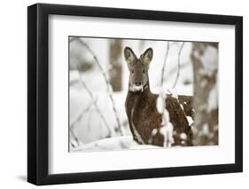 Siberian musk deer (Moschus moschiferus) male in snow, Irkutsk, Russia-Valeriy Maleev-Framed Photographic Print