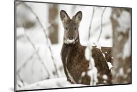 Siberian musk deer (Moschus moschiferus) male in snow, Irkutsk, Russia-Valeriy Maleev-Mounted Photographic Print