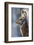 Siberian musk deer (Moschus moschiferus) male, Irkutsk, Russia. March-Valeriy Maleev-Framed Photographic Print