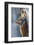 Siberian musk deer (Moschus moschiferus) male, Irkutsk, Russia. March-Valeriy Maleev-Framed Photographic Print