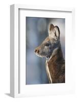 Siberian musk deer (Moschus moschiferus) male, Irkutsk, Russia. March-Valeriy Maleev-Framed Photographic Print