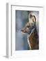 Siberian musk deer (Moschus moschiferus) male, Irkutsk, Russia. March-Valeriy Maleev-Framed Photographic Print