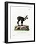 Siberian Musk Deer-null-Framed Giclee Print