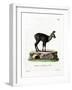 Siberian Musk Deer-null-Framed Giclee Print