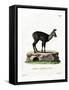 Siberian Musk Deer-null-Framed Stretched Canvas