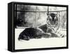 Siberian or Amur Tiger ''Moloch'' on Snow at London Zoo-Frederick William Bond-Framed Stretched Canvas