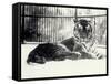 Siberian or Amur Tiger ''Moloch'' on Snow at London Zoo-Frederick William Bond-Framed Stretched Canvas