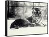 Siberian or Amur Tiger ''Moloch'' on Snow at London Zoo-Frederick William Bond-Framed Stretched Canvas