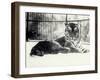 Siberian or Amur Tiger ''Moloch'' on Snow at London Zoo-Frederick William Bond-Framed Photographic Print