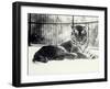 Siberian or Amur Tiger ''Moloch'' on Snow at London Zoo-Frederick William Bond-Framed Photographic Print