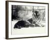 Siberian or Amur Tiger ''Moloch'' on Snow at London Zoo-Frederick William Bond-Framed Photographic Print