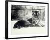 Siberian or Amur Tiger ''Moloch'' on Snow at London Zoo-Frederick William Bond-Framed Photographic Print