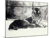 Siberian or Amur Tiger ''Moloch'' on Snow at London Zoo-Frederick William Bond-Mounted Photographic Print