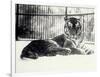 Siberian or Amur Tiger ''Moloch'' on Snow at London Zoo-Frederick William Bond-Framed Photographic Print