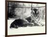 Siberian or Amur Tiger ''Moloch'' on Snow at London Zoo-Frederick William Bond-Framed Photographic Print