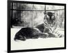 Siberian or Amur Tiger ''Moloch'' on Snow at London Zoo-Frederick William Bond-Framed Photographic Print