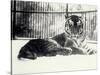 Siberian or Amur Tiger ''Moloch'' on Snow at London Zoo-Frederick William Bond-Stretched Canvas