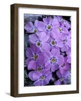 Siberian Phlox on Alpine Ridge, Brooks Range, Alaska National Wildlife Refuge, Alaska, USA-Hugh Rose-Framed Photographic Print