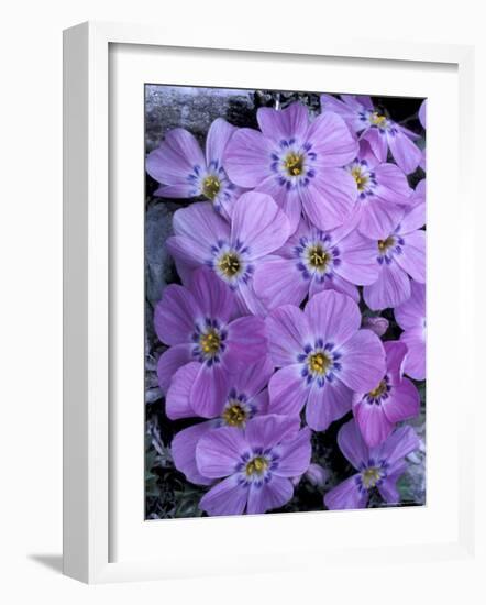 Siberian Phlox on Alpine Ridge, Brooks Range, Alaska National Wildlife Refuge, Alaska, USA-Hugh Rose-Framed Photographic Print