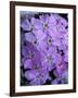 Siberian Phlox on Alpine Ridge, Brooks Range, Alaska National Wildlife Refuge, Alaska, USA-Hugh Rose-Framed Photographic Print