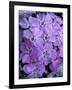 Siberian Phlox on Alpine Ridge, Brooks Range, Alaska National Wildlife Refuge, Alaska, USA-Hugh Rose-Framed Photographic Print