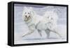 Siberian Reindeer Dog or Samoyed-null-Framed Stretched Canvas