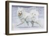 Siberian Reindeer Dog or Samoyed-null-Framed Art Print