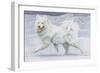 Siberian Reindeer Dog or Samoyed-null-Framed Art Print