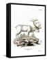 Siberian Reindeer-null-Framed Stretched Canvas
