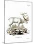 Siberian Reindeer-null-Mounted Giclee Print