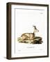 Siberian Roe Deer-null-Framed Giclee Print